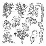 Plants Underwater Sketch Sea Plant Drawing Drawings Marine Different Sketches Vector Flowers Premium Water Animals Coral Graphicriver Tattoo Choose Board sketch template