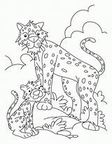 Cub Cheetah Gepard Coloringhome sketch template