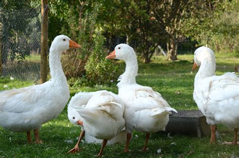 embden geese harriet knibbs  waterfowl animals goose