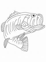 Bass Coloring Pages Getcolorings sketch template