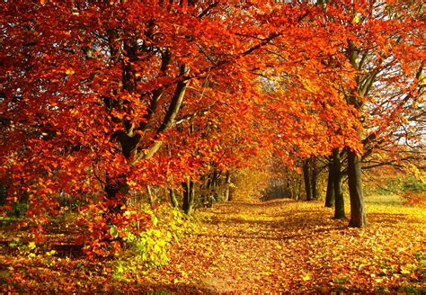park jesien liscie droga drzewa