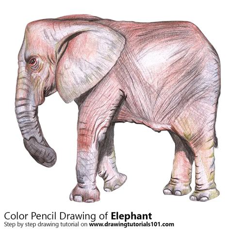 draw  elephant zoo animals step  step