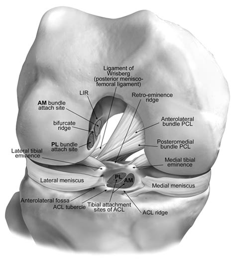 knee ligaments   knee stabilizers bone  spine