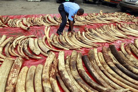 chinas skyrocketing demand  ivory   elephants extinct   generation