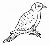 Pigeon Pages Coloring Printable Kids sketch template