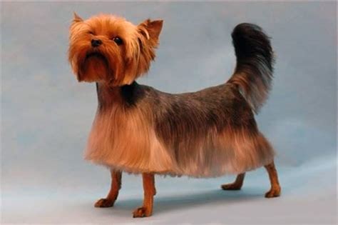 times dogs  funny  haircuts  werent  crazy