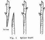 Splice Graft Grafting Propagation Au Whip Sketch Tongue Wood Scion Plants sketch template