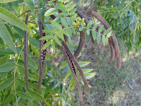 Photo Of The Seed Pods Or Heads Of Privet Cassia Senna Ligustrina