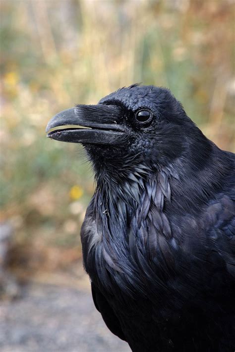 the raven common picture photo portrait photo art eye beak purple black bird