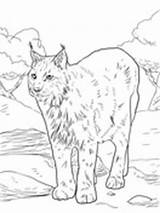 Lynx Coloring Pages Eurasian sketch template