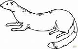 Weasel Coloring Pages Ferret Outline Supercoloring Ferrets Printable Rodent Running Tattoo Long Elegant Weasels Standing Clipart Color Drawing Categories sketch template