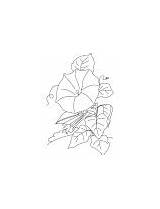 Coloring Glory Morning Trumpet Shaped Flower Bindweed sketch template