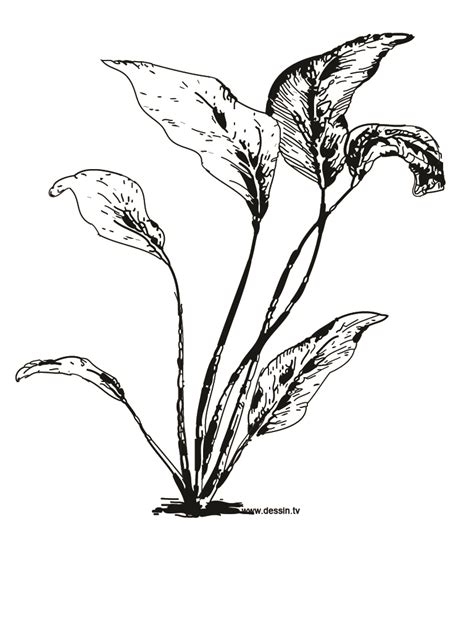 images  printable coloring pages  plants printable plant
