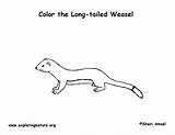 Weasel Coloring Ermine Tailed Long Labeling Short Printing Longtail Exploringnature sketch template