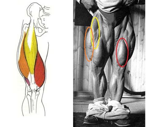 muscle activation quadriceps