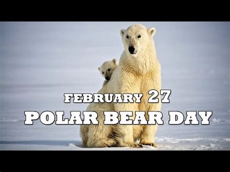 international polar bear day feb   polar bear day ecards