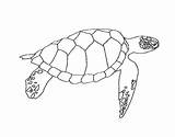 Turtles Loggerhead Pictogram Outlines sketch template