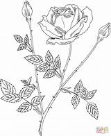 Rose Coloring Bush Realistic Pages Drawing Lincoln Mister Hybrid Tea Roses Intricate Drawn Line Flowers Printable Silhouettes Paper sketch template