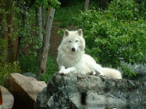 March 31 Live Life Like A White Wolf Pointedly