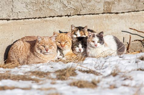images feral cat colony  protecting rocklands hidden