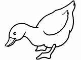 Duck Template Outline Templates Cut Drawing Eating Animal Simple Coloring Colouring Pages Rubber Shapes Clipart Clip Outlines Kids Duckling Ducklings sketch template
