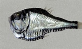 Afbeeldingsresultaten voor "argyropelecus affinis". Grootte: 165 x 100. Bron: mexican-fish.com