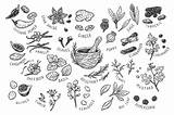 Spices Herbs Drawing Vector Draw Creativemarket sketch template