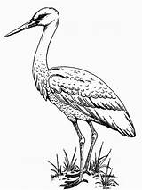 Coloring Pages Stork Storks Print Heron Crane Color Coloring2print sketch template