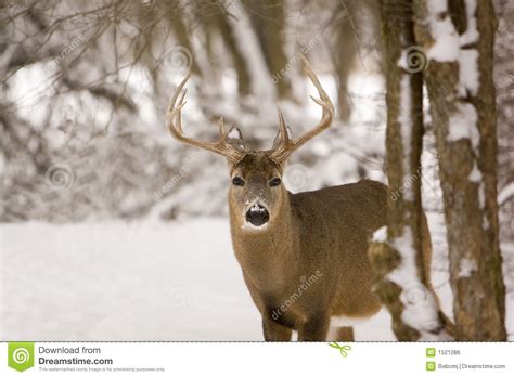Whitetail Buck In The Winter Snow Royalty Free Stock Image