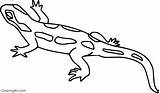 Salamander Coloring Pages Easy Spotted sketch template