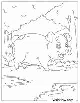 Pigs Verbnow sketch template