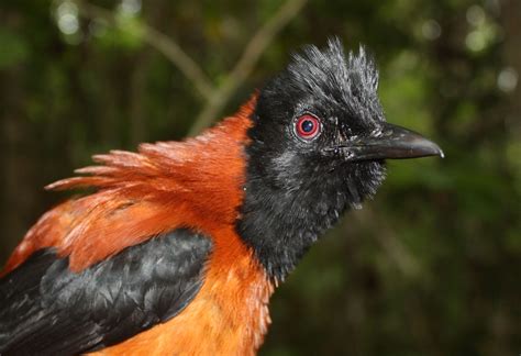 hooded pitohui   documented poisonous bird charismatic planet