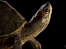 Afbeeldingsresultaten voor Indische dakschildpad. Grootte: 134 x 99. Bron: www.nationalgeographic.org