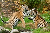 Bildergebnis für Tiger Kinder. Größe: 165 x 110. Quelle: www.oepb.at