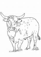 Bulls Cattle Mammals sketch template