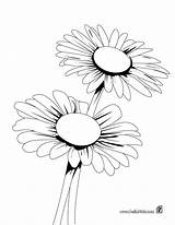 Daisy Coloring Pages Bunch Color Hellokids Print sketch template