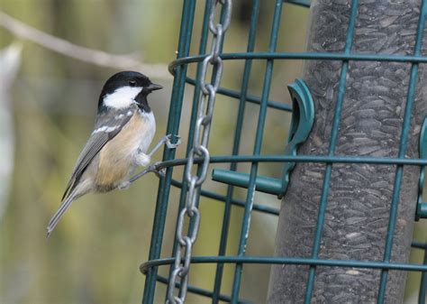 which tit identify this wildlife the rspb community