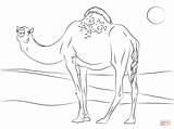 Coloring Pages Camel Dromedary Cute Printable sketch template