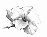 Hibiscus Gumamela Hawaiian Getdrawings Hibiskus Sparad sketch template