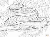 Snake Coloring Anaconda Pages Drawing Green Vine Snakes Cobra Threat Pumpkin Posture Racer Printable Kids Getdrawings Animal Drawings Color Supercoloring sketch template