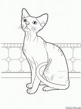 Malvorlagen Katzen sketch template