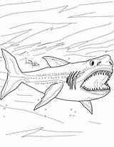 Shark Megalodon Coloriages Megalodonte sketch template