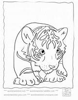 Coloring Tiger Baby Pages Cub Kids Cubs Color Cute Print Animals Outline Colouring Printable Sheets Wildlife Tigers Animal Echos Drawings sketch template