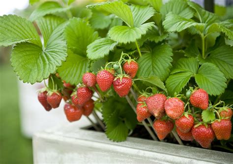grow strawberry plants  pots