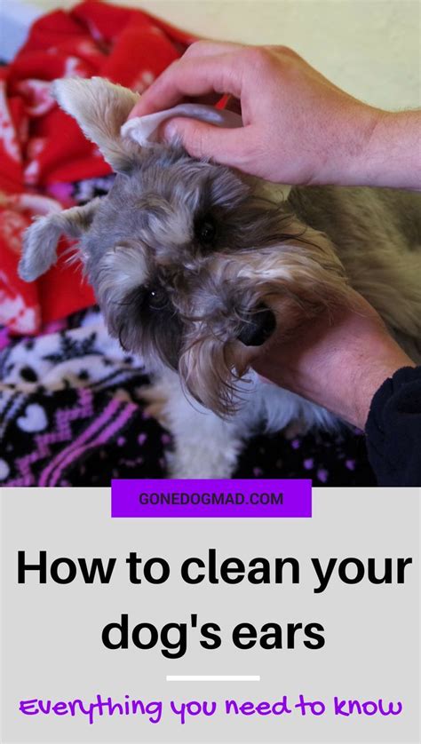 clean  dogs ears      dog health
