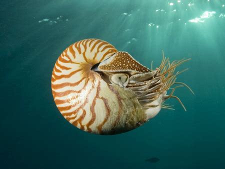 ammonite whataearth