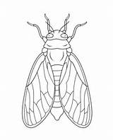 Cicada Coloring Pages Cicadas Printable Insects Categories sketch template