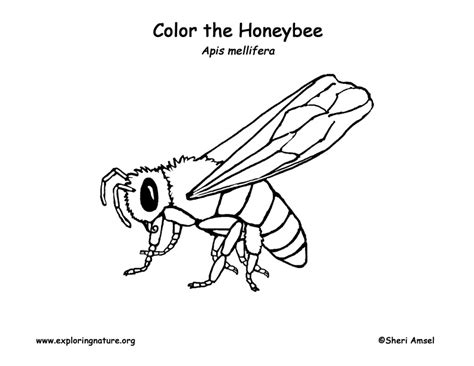 realistic bee coloring pages coloring pages