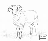 Sheep Coloring Drawing Pages Outline Lamb Bighorn Kids Ram Cartoon Drawings Desert Getdrawings Cute sketch template