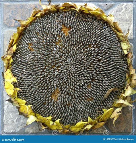 sunflower seeds  flower ready  harvesting stock photo image